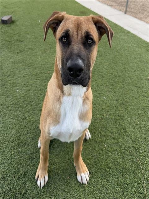 THORNTON - German Shepherd Dog available for adoption