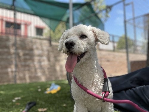 A5790122 - Poodle (Miniature) available for adoption