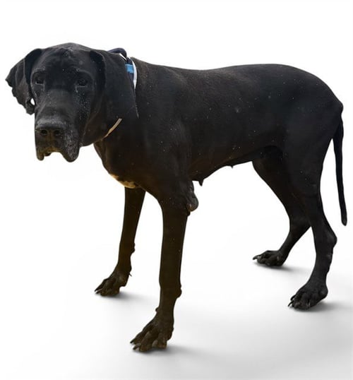 SARAH - Great Dane for adoption in Simi Valley
