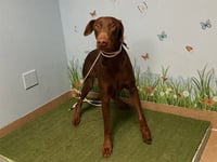 VINNIE - Photo 1