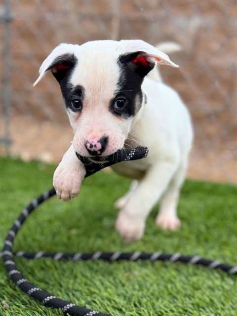 OPAL - Pit Bull Terrier available for adoption
