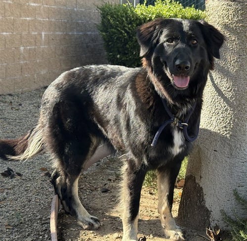 REY - German Wirehaired Pointer available for adoption
