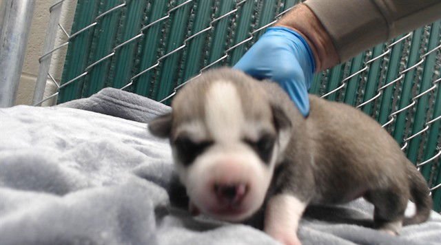 BISCOTTI - Siberian Husky available for adoption