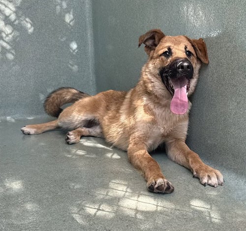 HERCH - German Shepherd Dog available for adoption