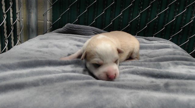 TIRAMISU - Siberian Husky available for adoption