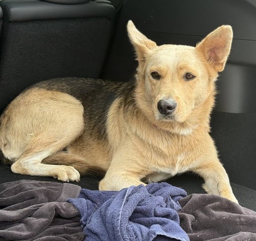 ETHEL - German Shepherd Dog available for adoption