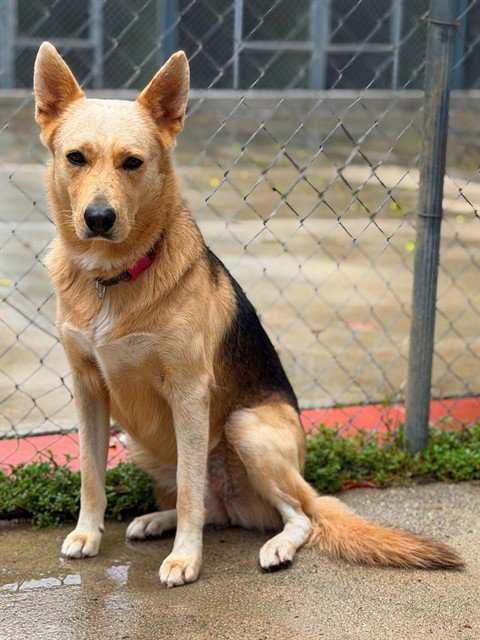 ETHEL - German Shepherd Dog available for adoption