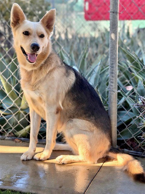 ETHEL - German Shepherd Dog available for adoption