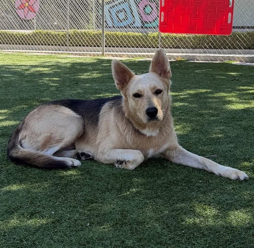 ETHEL - German Shepherd Dog available for adoption