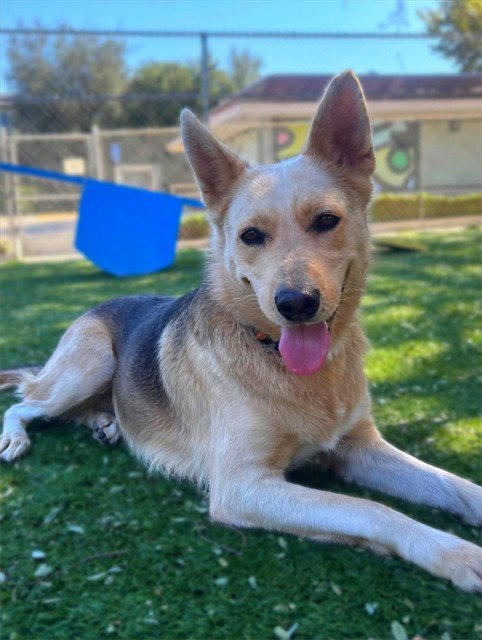 ETHEL - German Shepherd Dog available for adoption