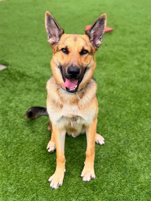 MAX - German Shepherd Dog available for adoption
