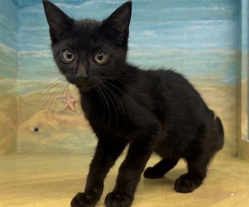 A5790531 - Domestic Short Hair available for adoption