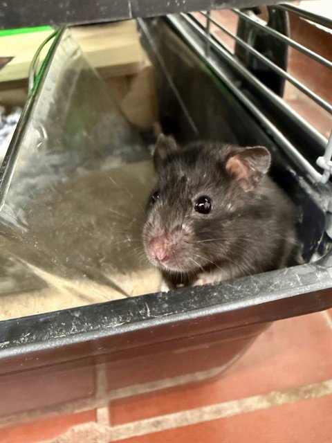 BEAN