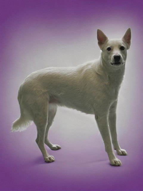COCO - American Eskimo Dog / Terrier for adoption in Thousand Oaks