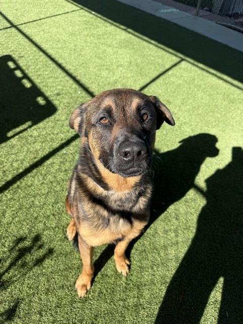 JAKE - German Shepherd Dog for adoption in Thousand Oaks