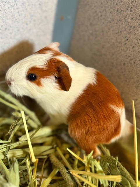 A5801970 - Guinea Pig available for adoption