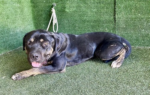 BUBBA RAY - Rottweiler available for adoption