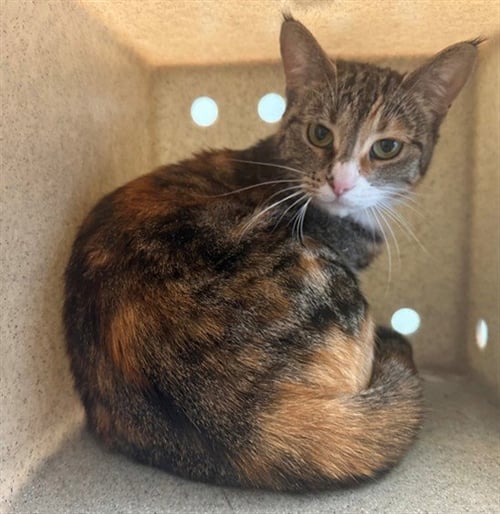 HAZEL - Domestic Short Hair available for adoption