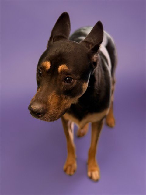 PIERCE - Labrador Retriever for adoption in Simi Valley