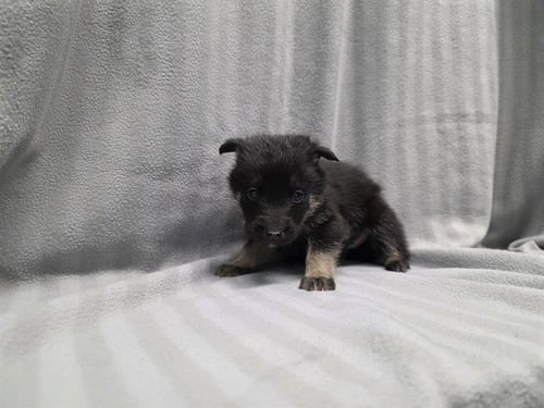 JOHN DORY - German Shepherd Dog available for adoption