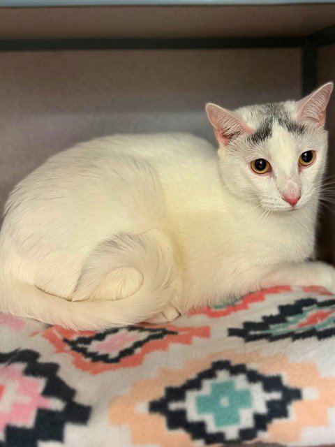 BUBU - Domestic Short Hair for adoption in Simi Valley