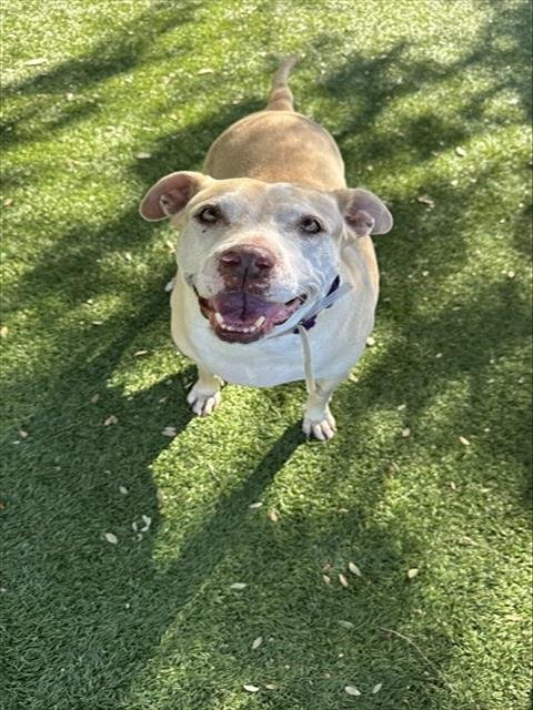 ROXY - Pit Bull Terrier available for adoption