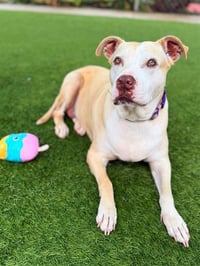 ROXY - Photo 1