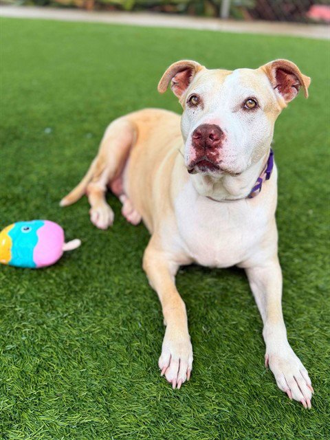 ROXY - Pit Bull Terrier available for adoption