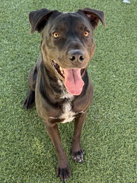 DUKE - Labrador Retriever for adoption in Simi Valley