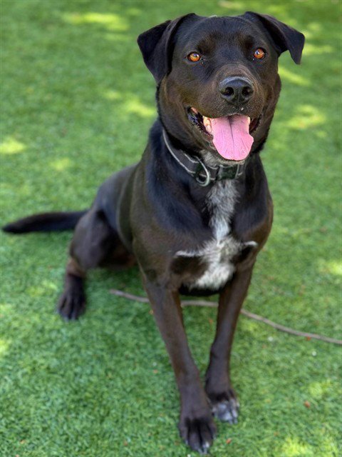 DUKE - Labrador Retriever available for adoption
