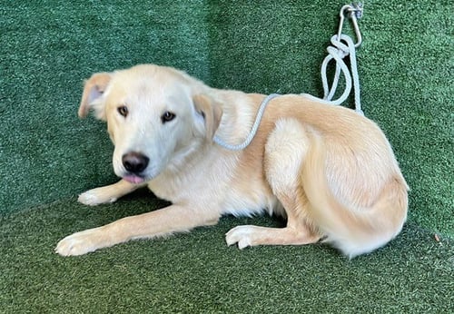 LUKA - Golden Retriever available for adoption