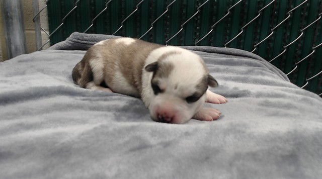 CANNOLI - Siberian Husky available for adoption