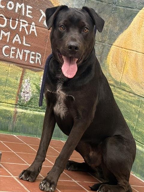 DUKE - Labrador Retriever available for adoption