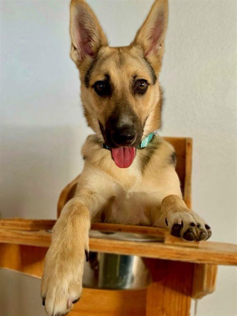ROBBY - German Shepherd Dog available for adoption