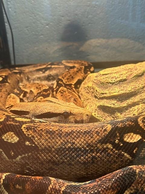 BOB - Boa available for adoption
