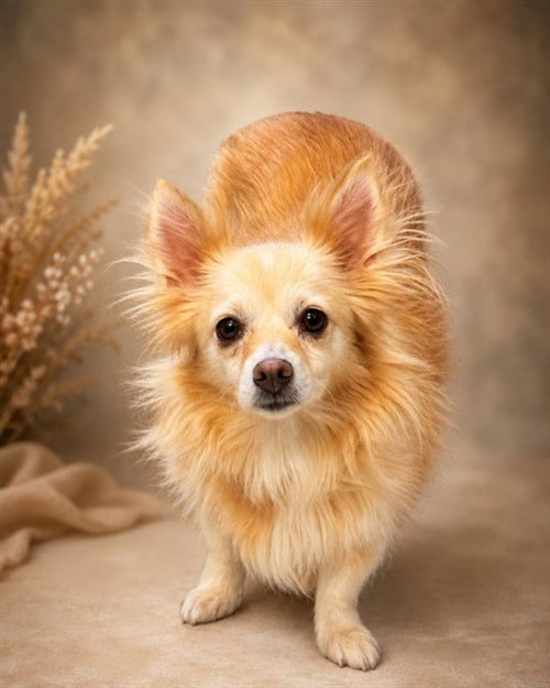 ALEJANDRA - Chihuahua available for adoption