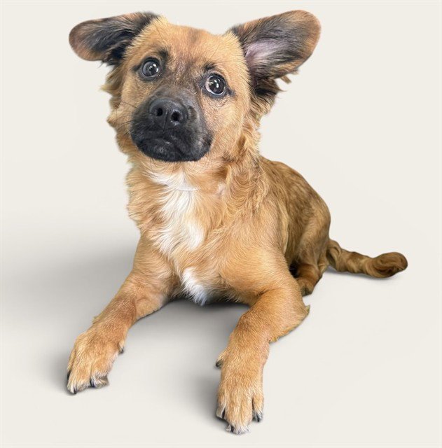 CHICO Image