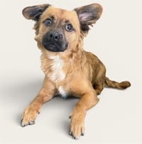 CHICO - Photo 1