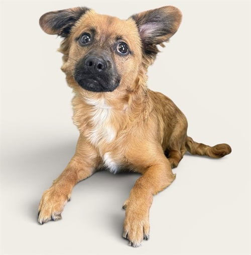 CHICO - Terrier available for adoption