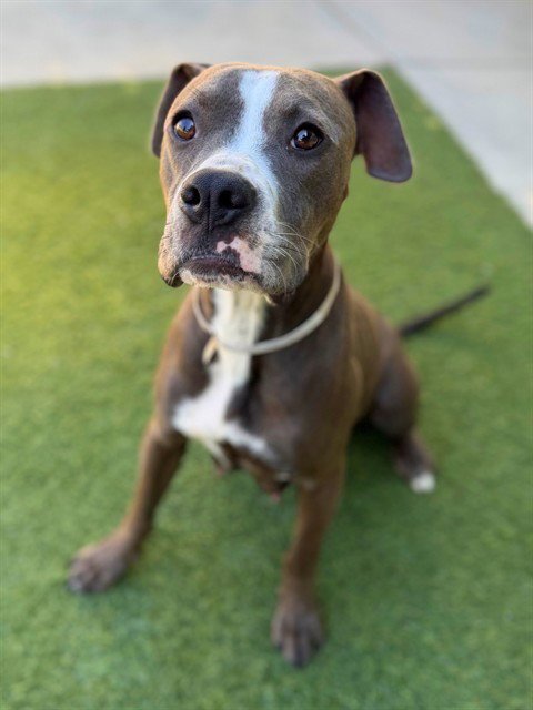 ATHENA - Pit Bull Terrier available for adoption