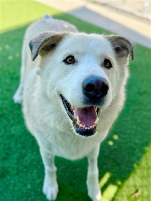 BRUCE - Great Pyrenees available for adoption