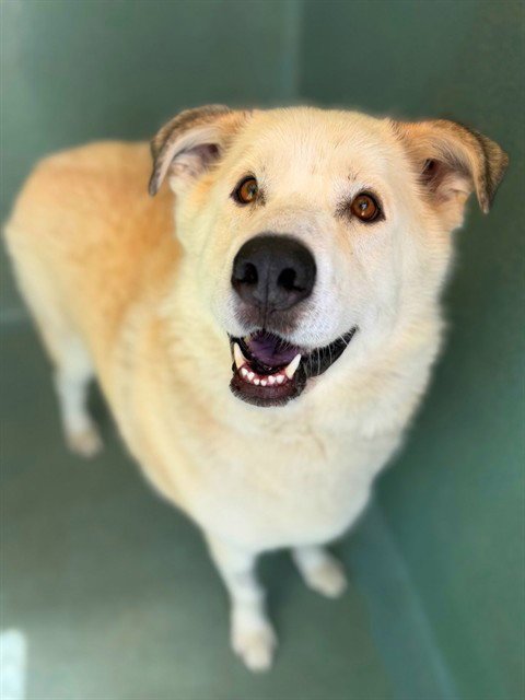 BRUCE - Great Pyrenees available for adoption