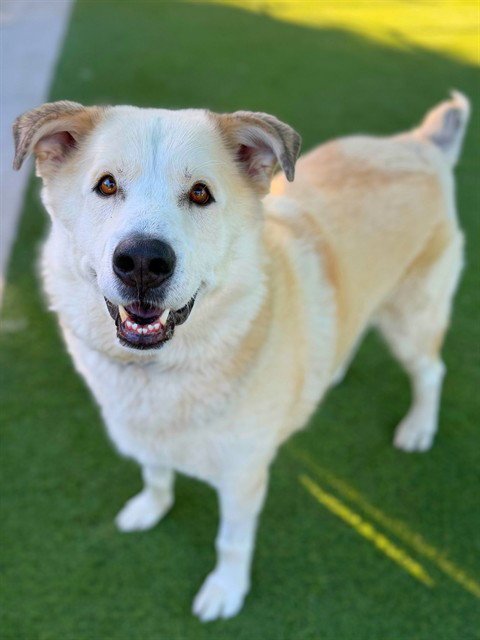 BRUCE - Great Pyrenees available for adoption