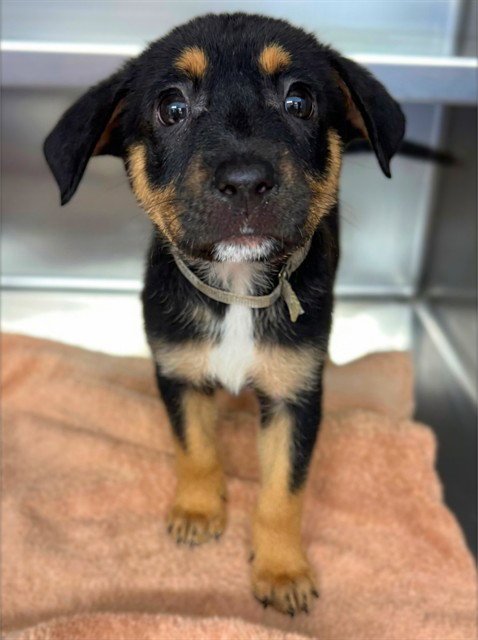 CHERRY - German Shepherd Dog / Belgian Shepherd Malinois available for adoption