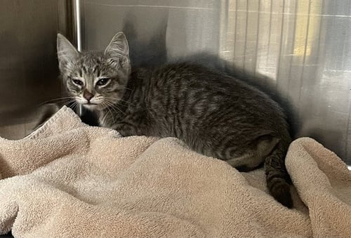 DUCK - Domestic Short Hair available for adoption