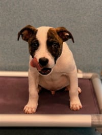 TOBEY - Photo 1