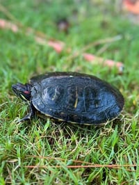 DONATELLO - Photo 1