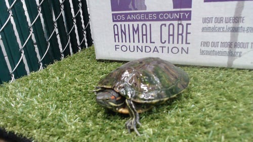 DONATELLO - Turtle available for adoption