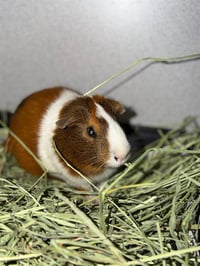 RALPH - Photo 1