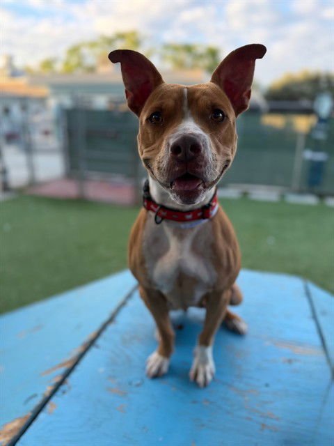 MUNCY - Pit Bull Terrier available for adoption